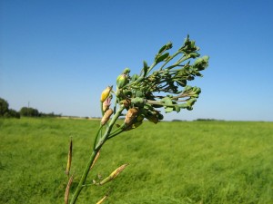 Aster yellows symptoms on canola.