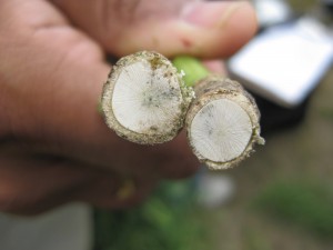 Blackleg stem lesion on a canola stem