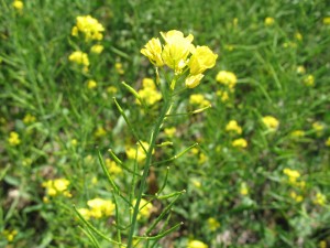 Brassica juncea