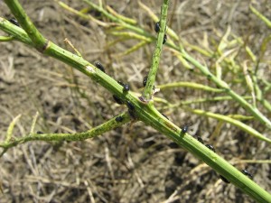 Crucifer flea beetles