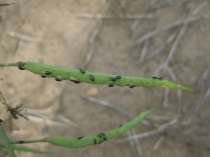Crucifer flea beetles on canola seed pods