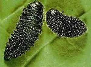 Red turnip beetle larvae