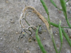 Staghead deformation and white pustules associated with white rust on canola