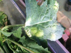 White rust symptoms on the upper surface of an infected brown mustard leaf (Photo by Lawrence Barany)